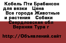 Кобель Пти Брабансон для вязки › Цена ­ 30 000 - Все города Животные и растения » Собаки   . Свердловская обл.,Верхняя Тура г.